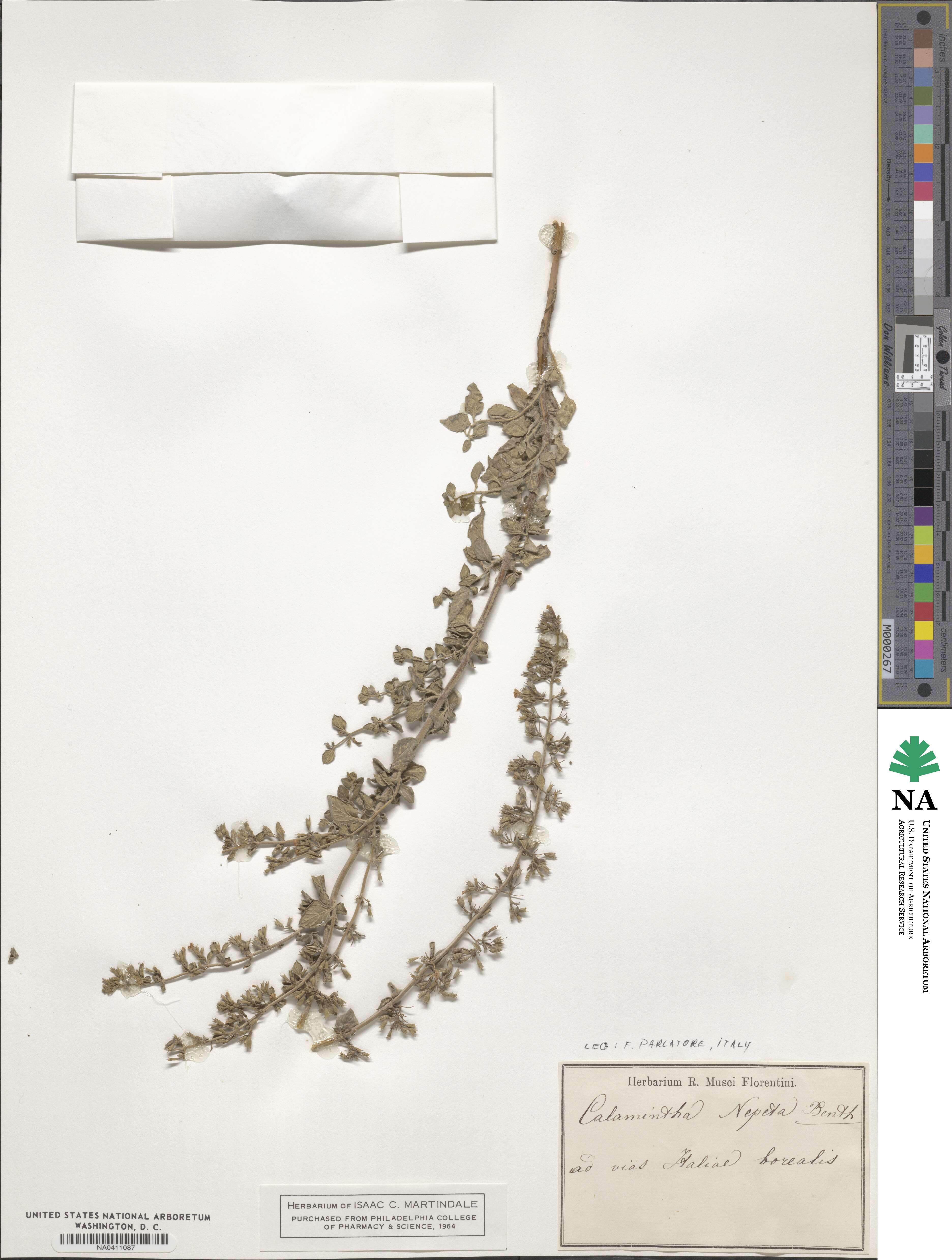 Calamintha nepeta image