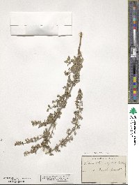 Calamintha nepeta image