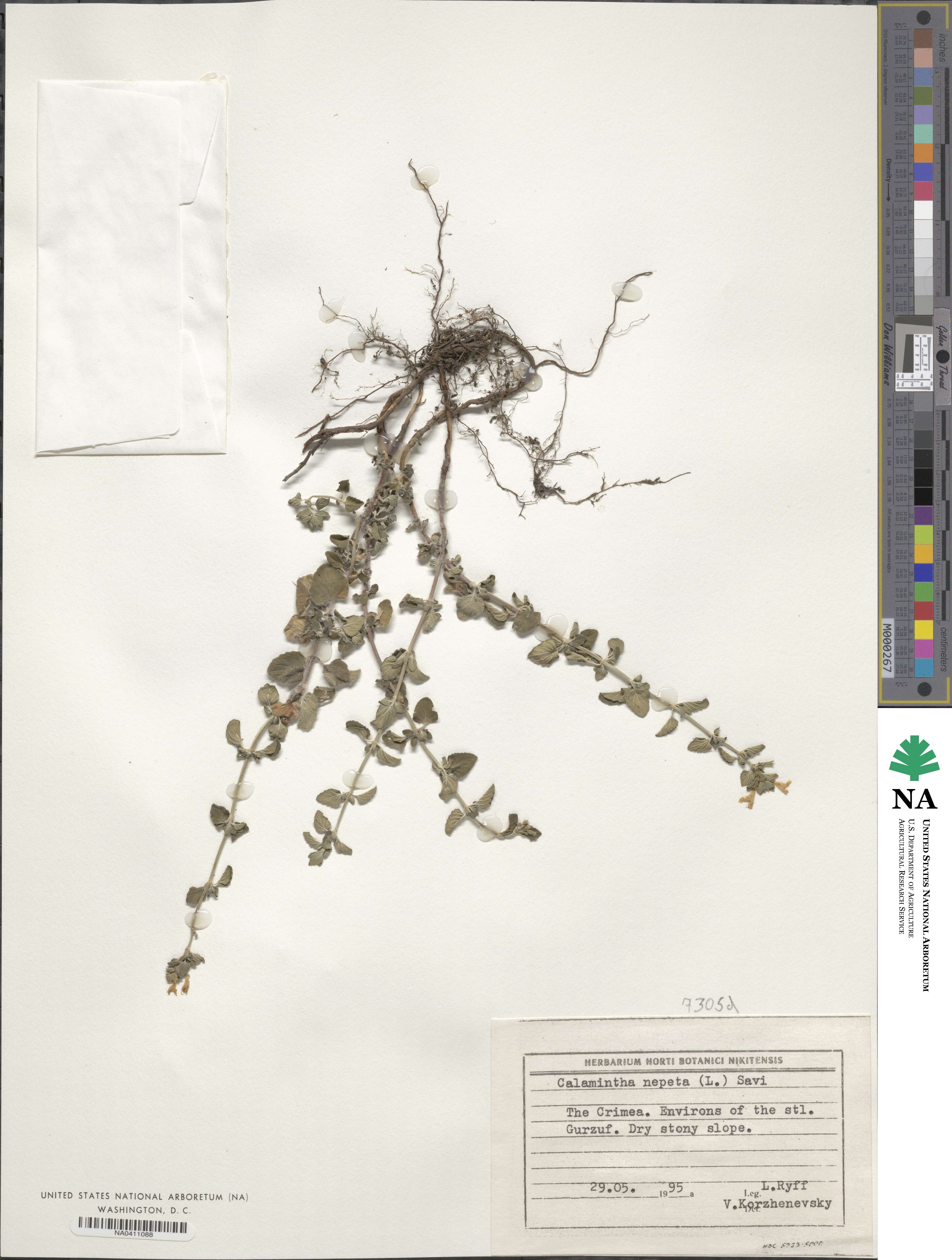 Calamintha nepeta image