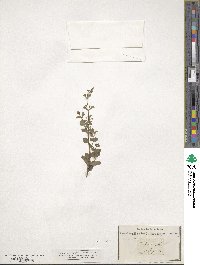 Calamintha nepeta image