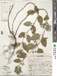 Calamintha grandiflora image
