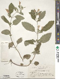 Calamintha grandiflora image