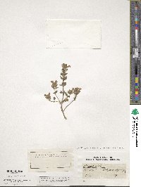 Image of Clinopodium alpinum