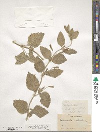 Image of Clinopodium mimuloides