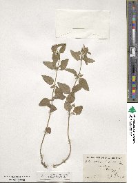 Clinopodium vulgare image