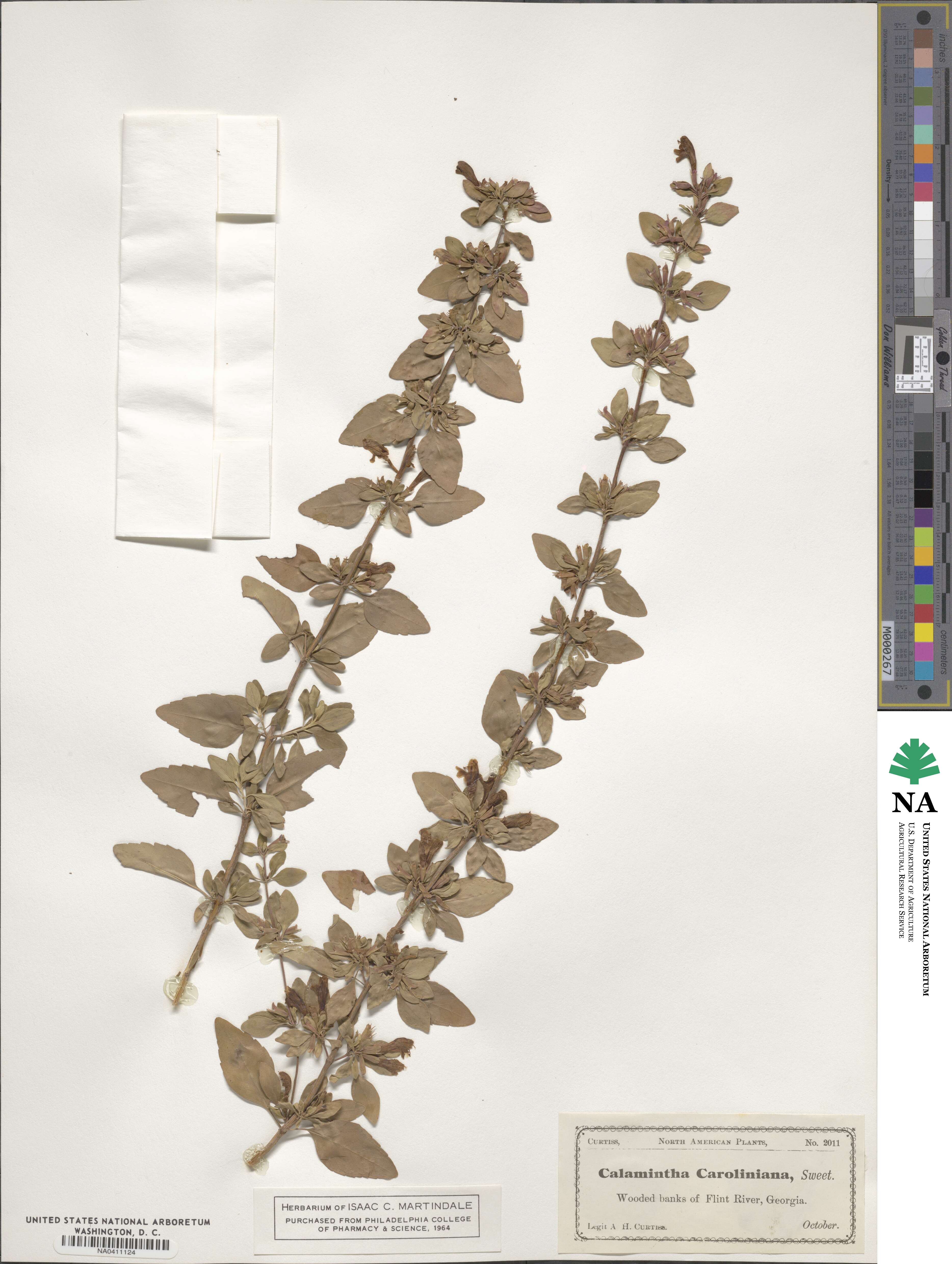 Macbridea caroliniana image