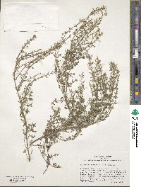 Image of Clinopodium album