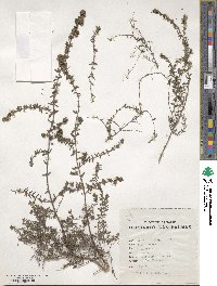 Micromeria ericifolia image