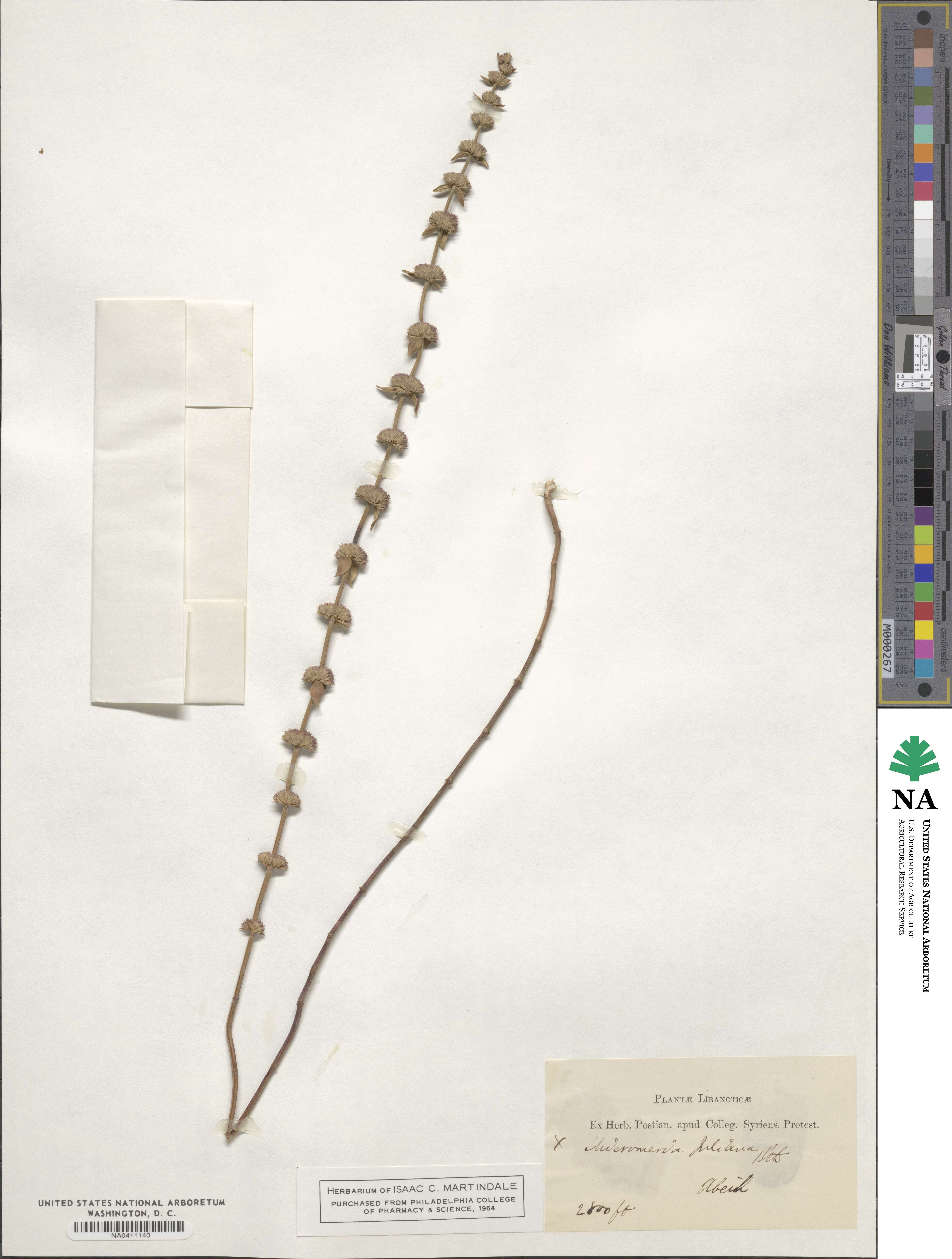 Micromeria image