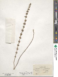 Image of Micromeria juliana