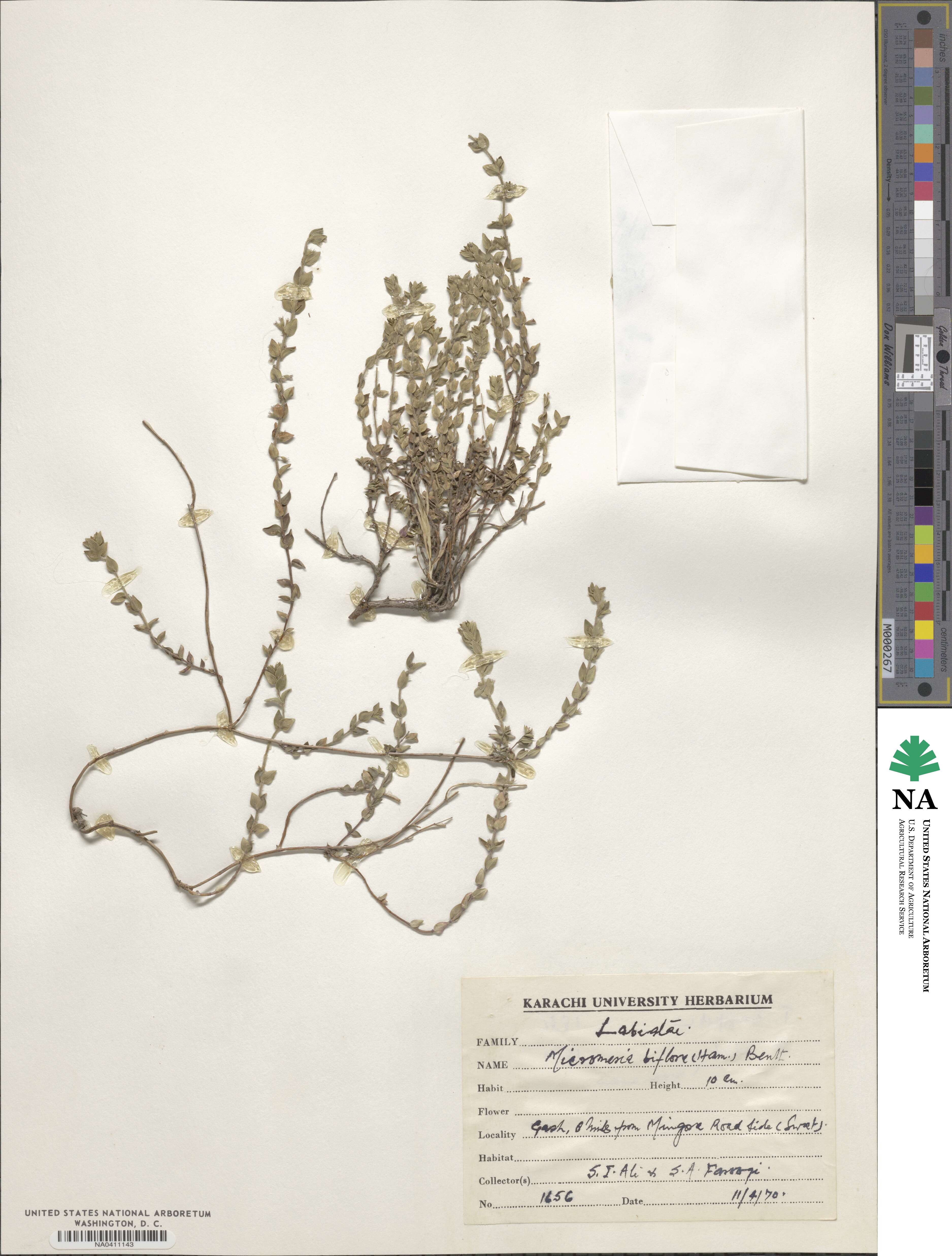 Micromeria biflora image
