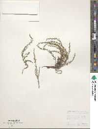 Image of Micromeria cristata
