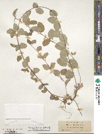 Image of Micromeria douglasii