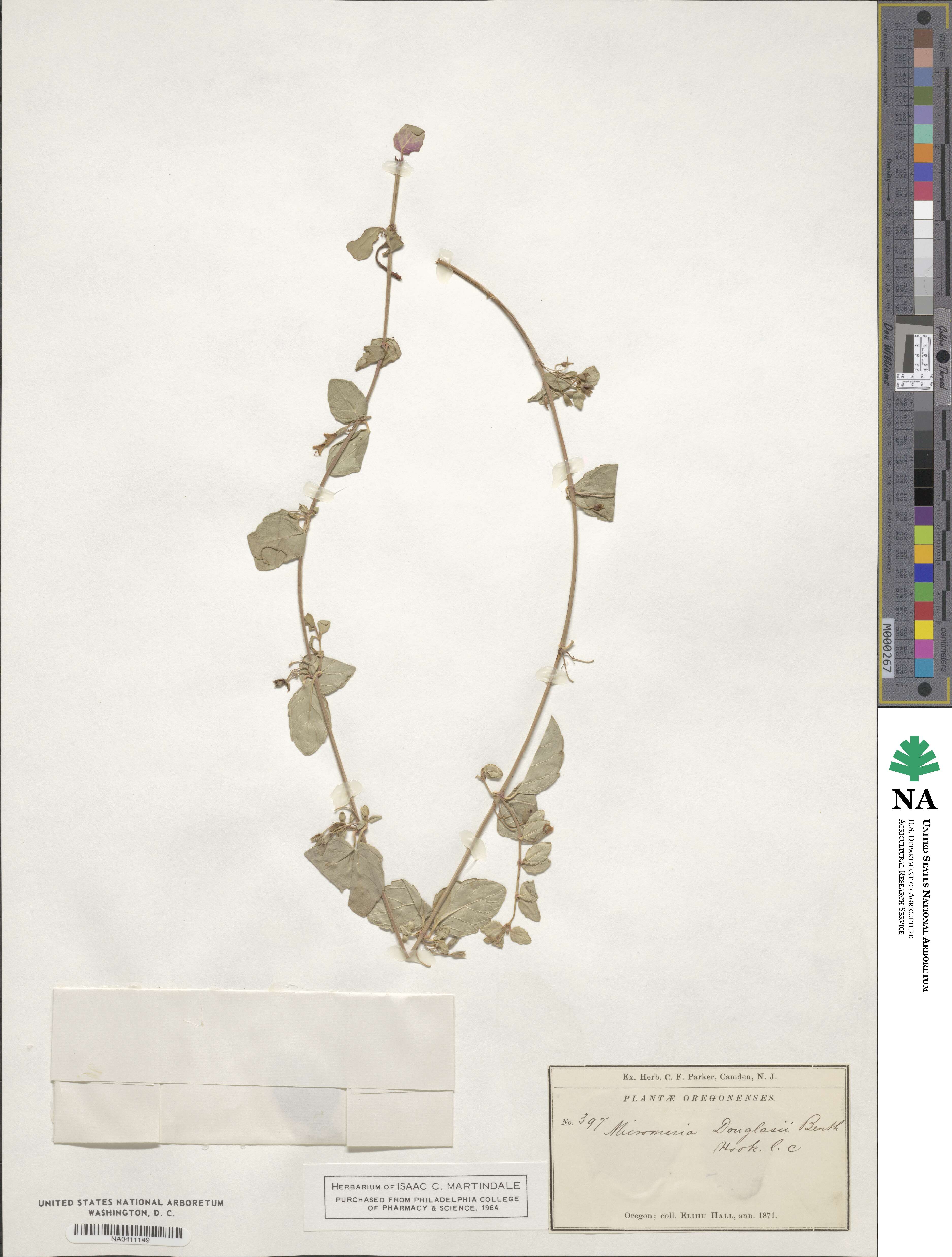 Micromeria douglasii image