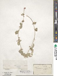 Micromeria douglasii image