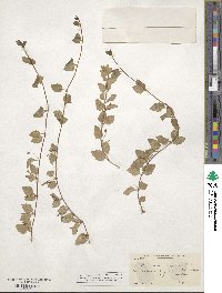 Micromeria douglasii image
