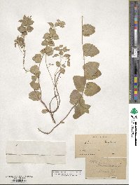 Micromeria douglasii image