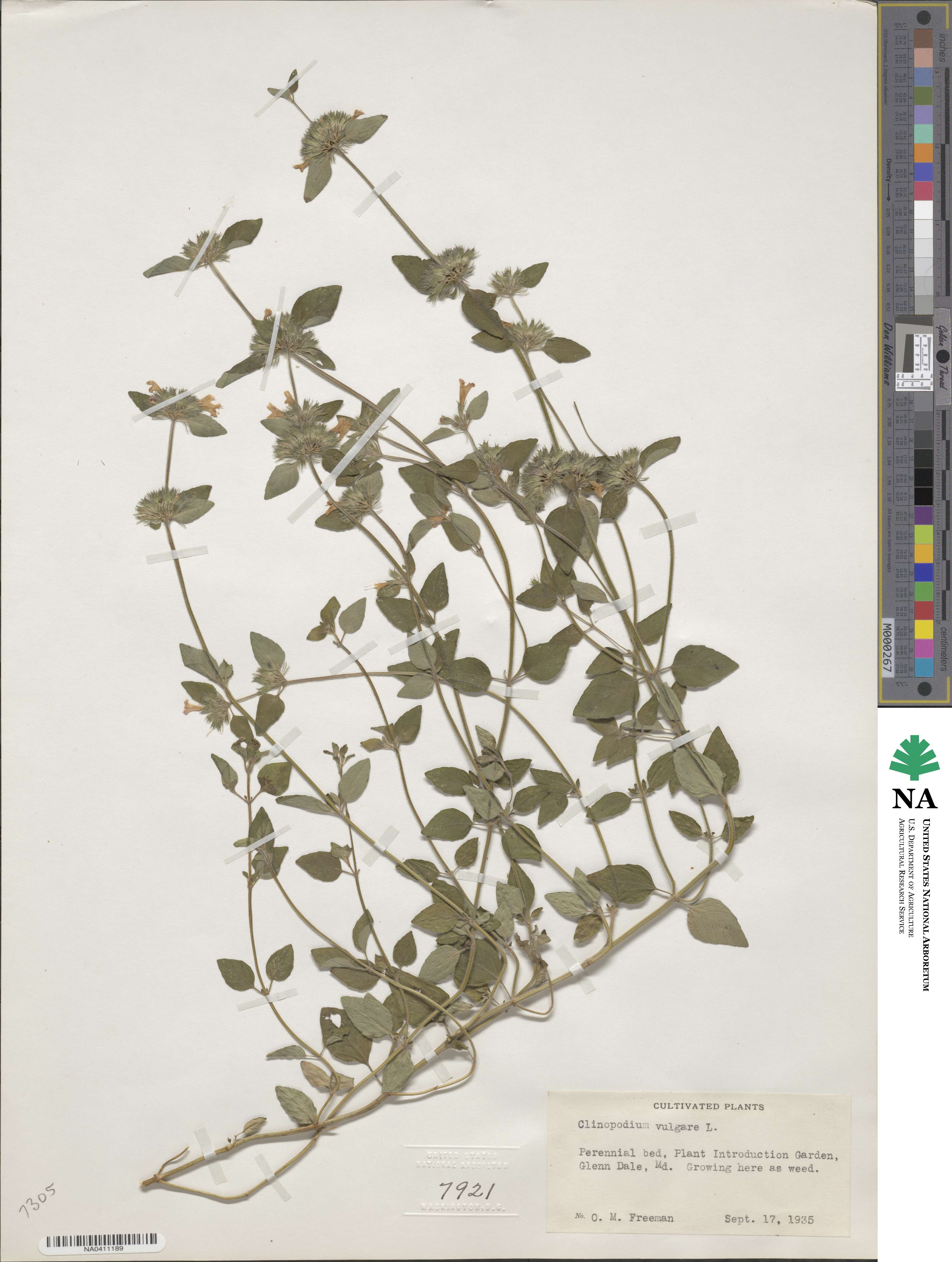 Clinopodium vulgare image