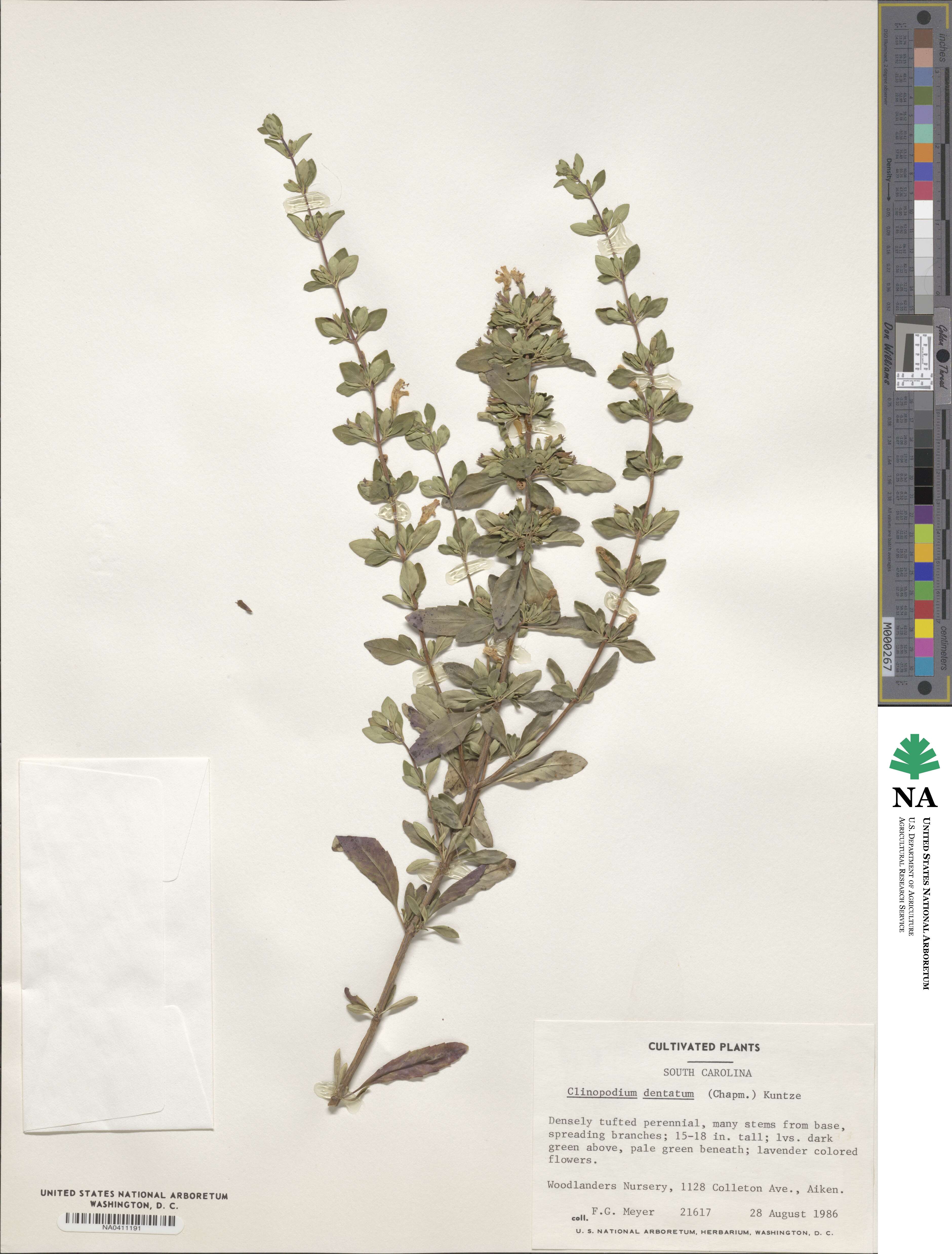 Clinopodium dentatum image
