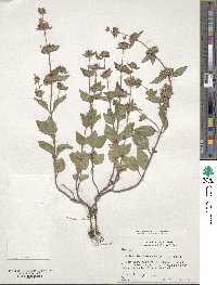 Clinopodium chinense image