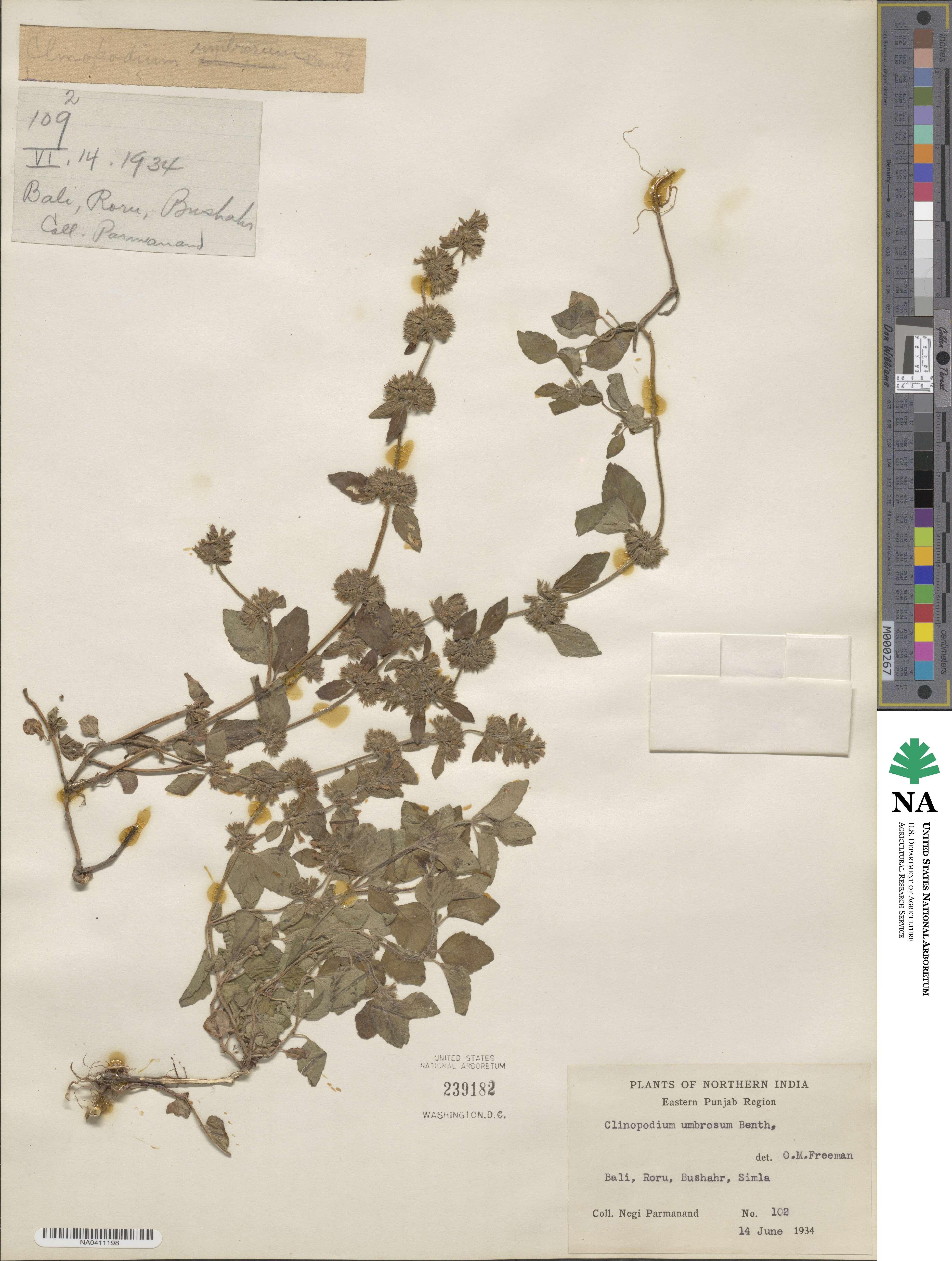 Clinopodium umbrosum image