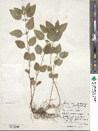 Clinopodium micranthum var. sachalinense image