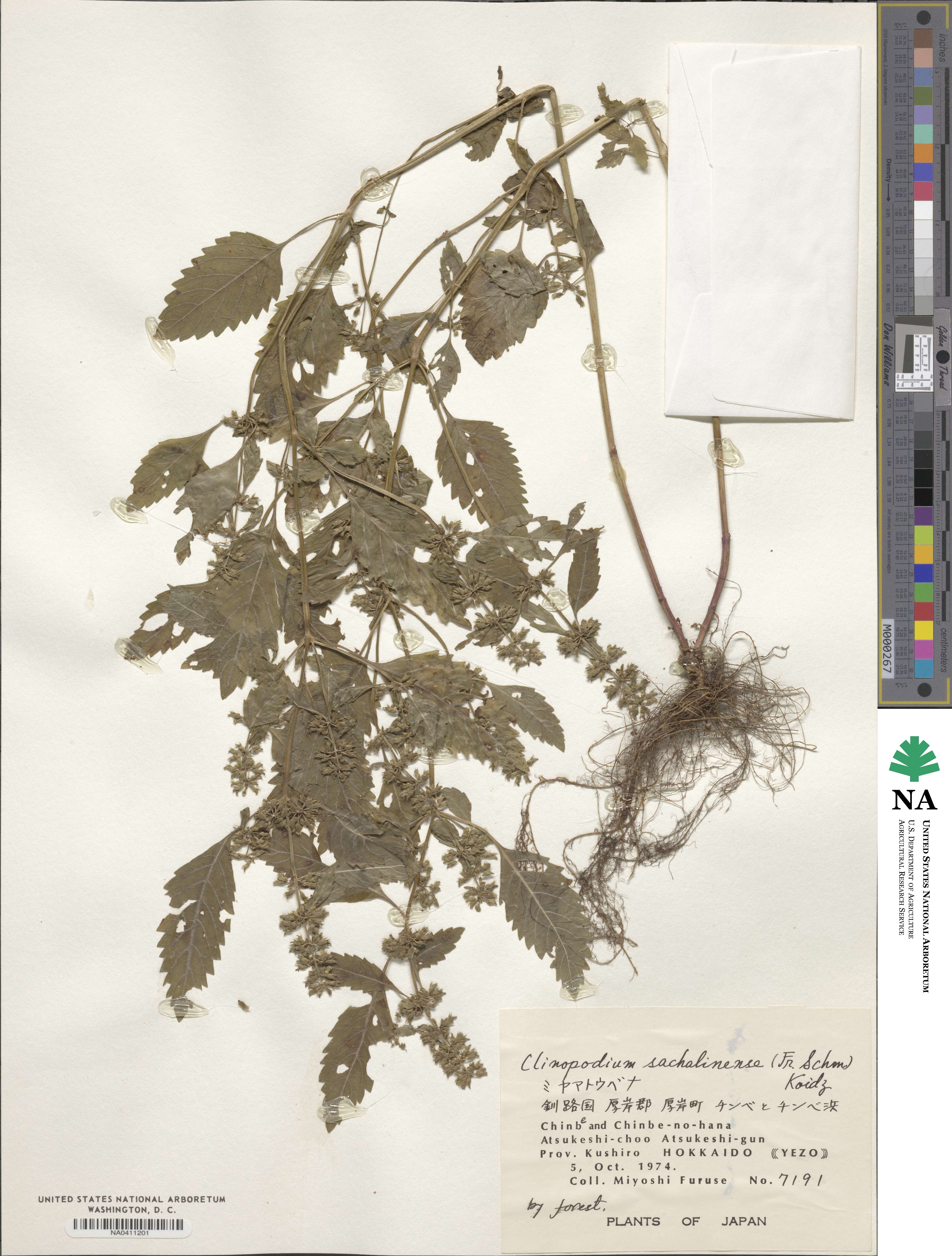 Clinopodium micranthum var. sachalinense image