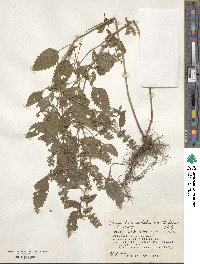 Clinopodium micranthum var. sachalinense image