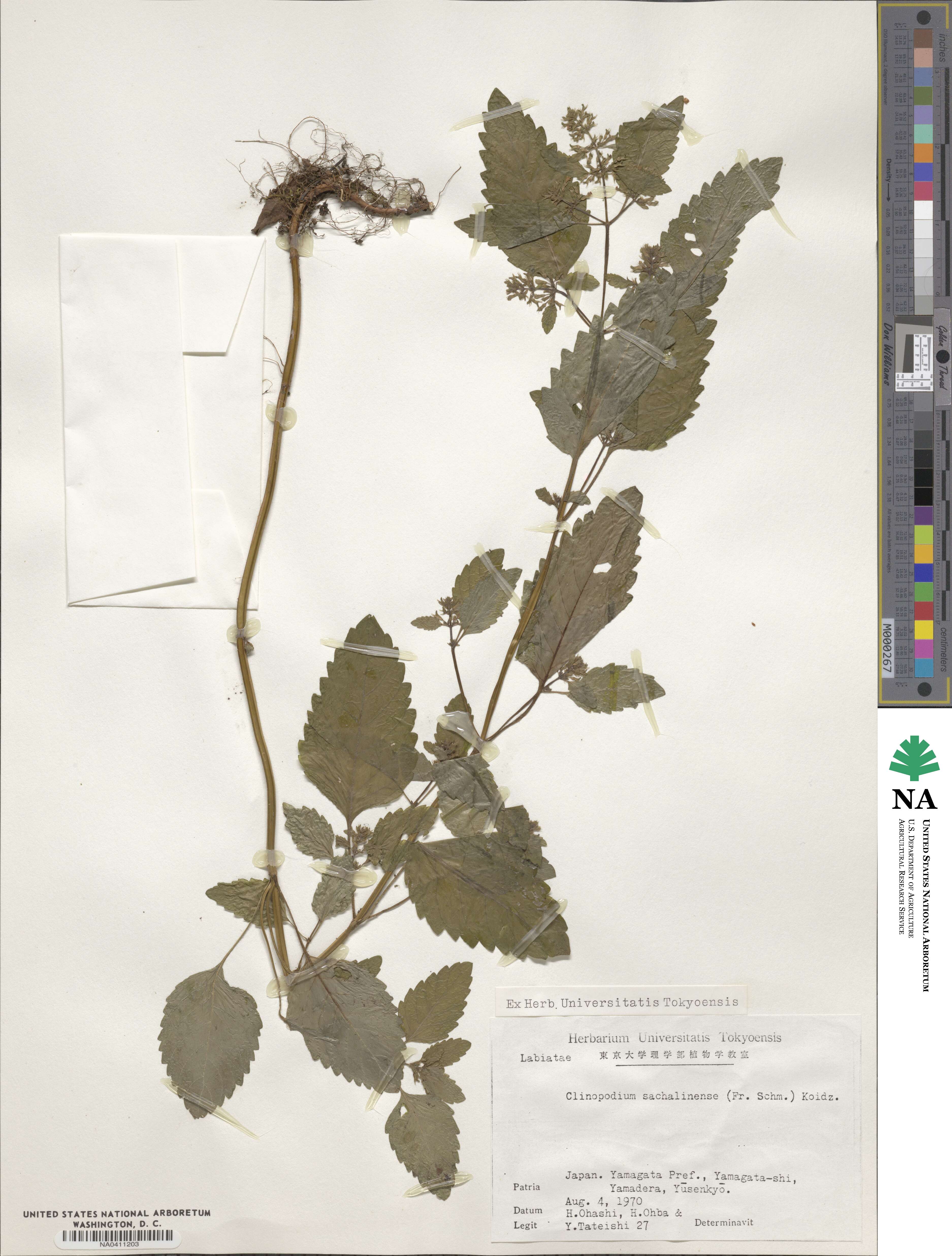 Clinopodium micranthum var. sachalinense image
