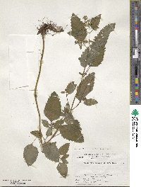 Clinopodium micranthum var. sachalinense image