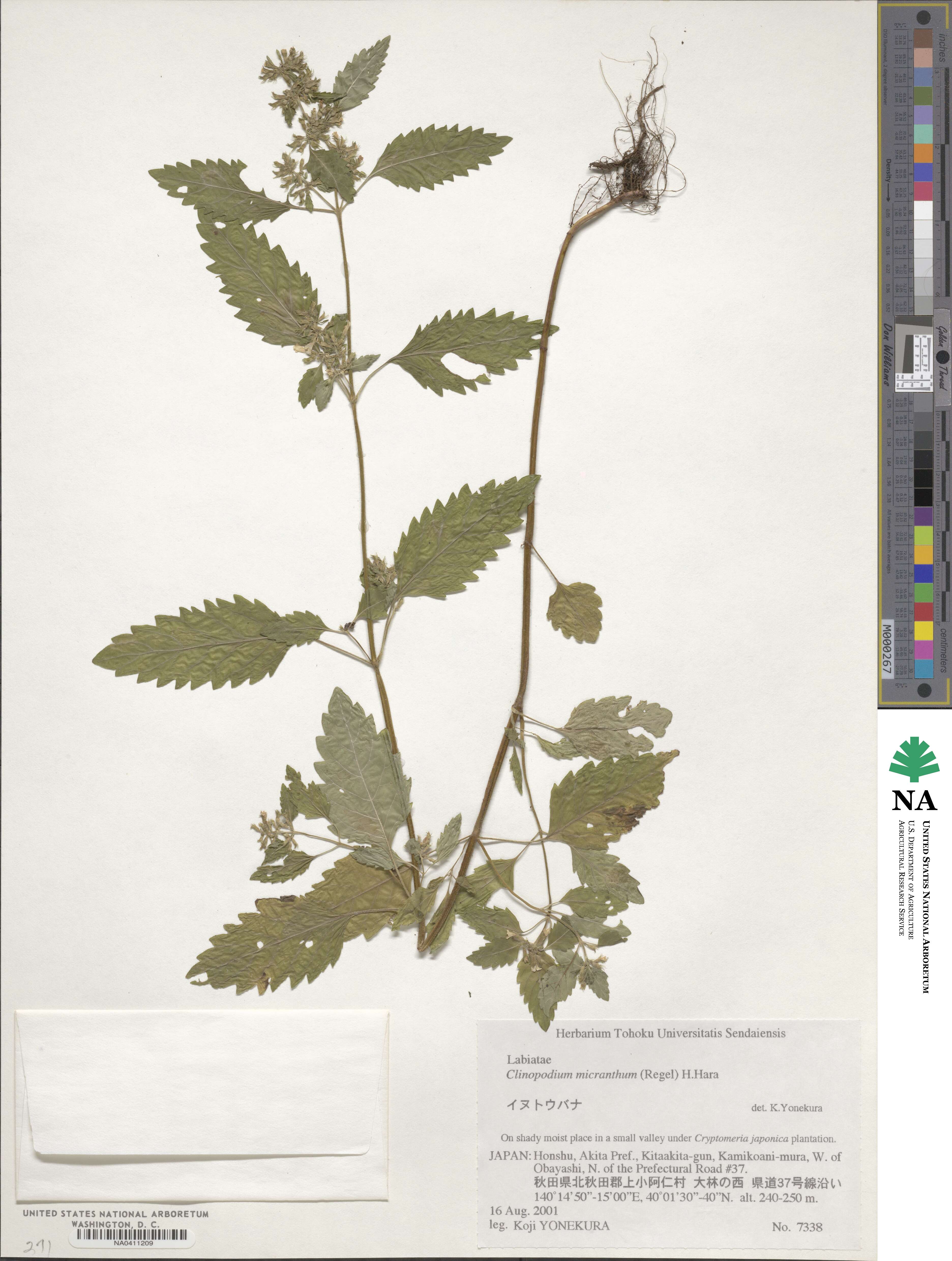 Clinopodium image