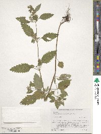 Clinopodium micranthum image