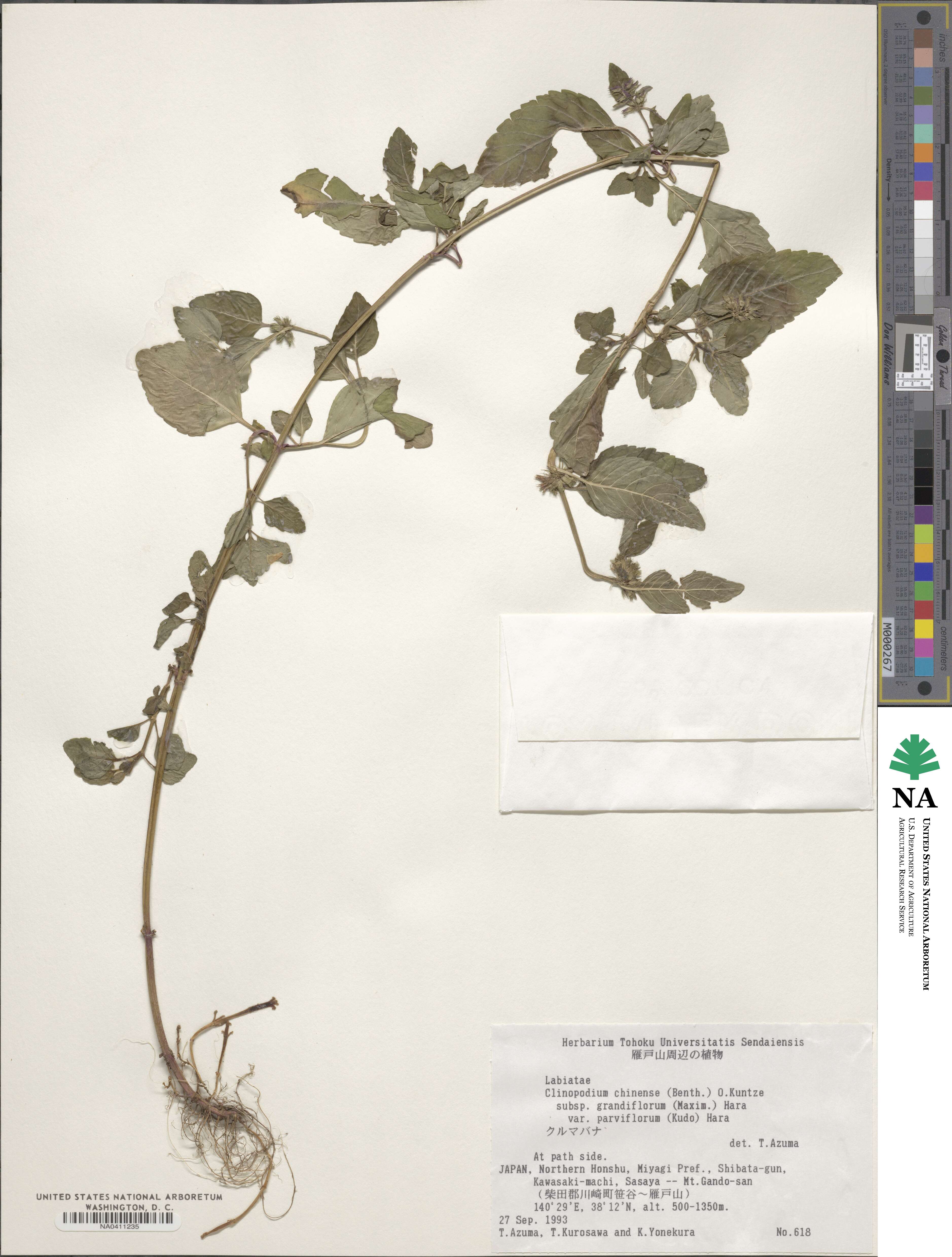 Clinopodium chinense var. parviflorum image