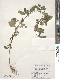 Clinopodium chinense var. parviflorum image