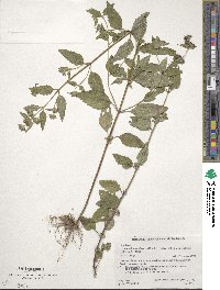 Clinopodium chinense image