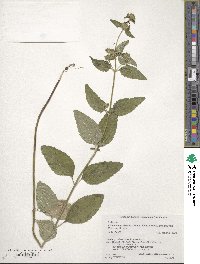 Clinopodium chinense image