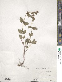 Clinopodium chinense image