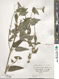 Clinopodium chinense image