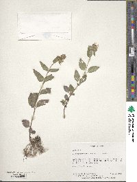 Clinopodium chinense image