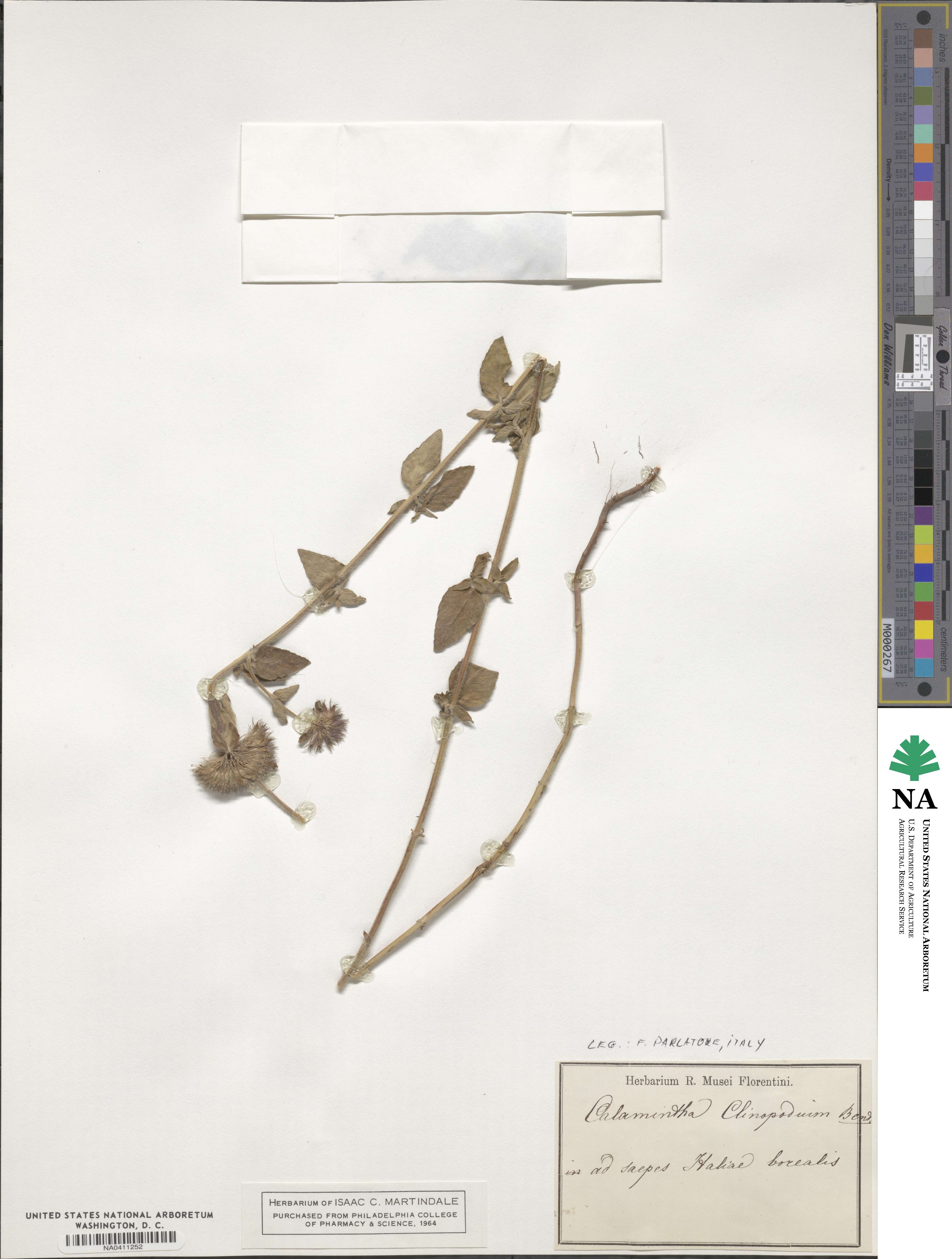 Clinopodium vulgare image