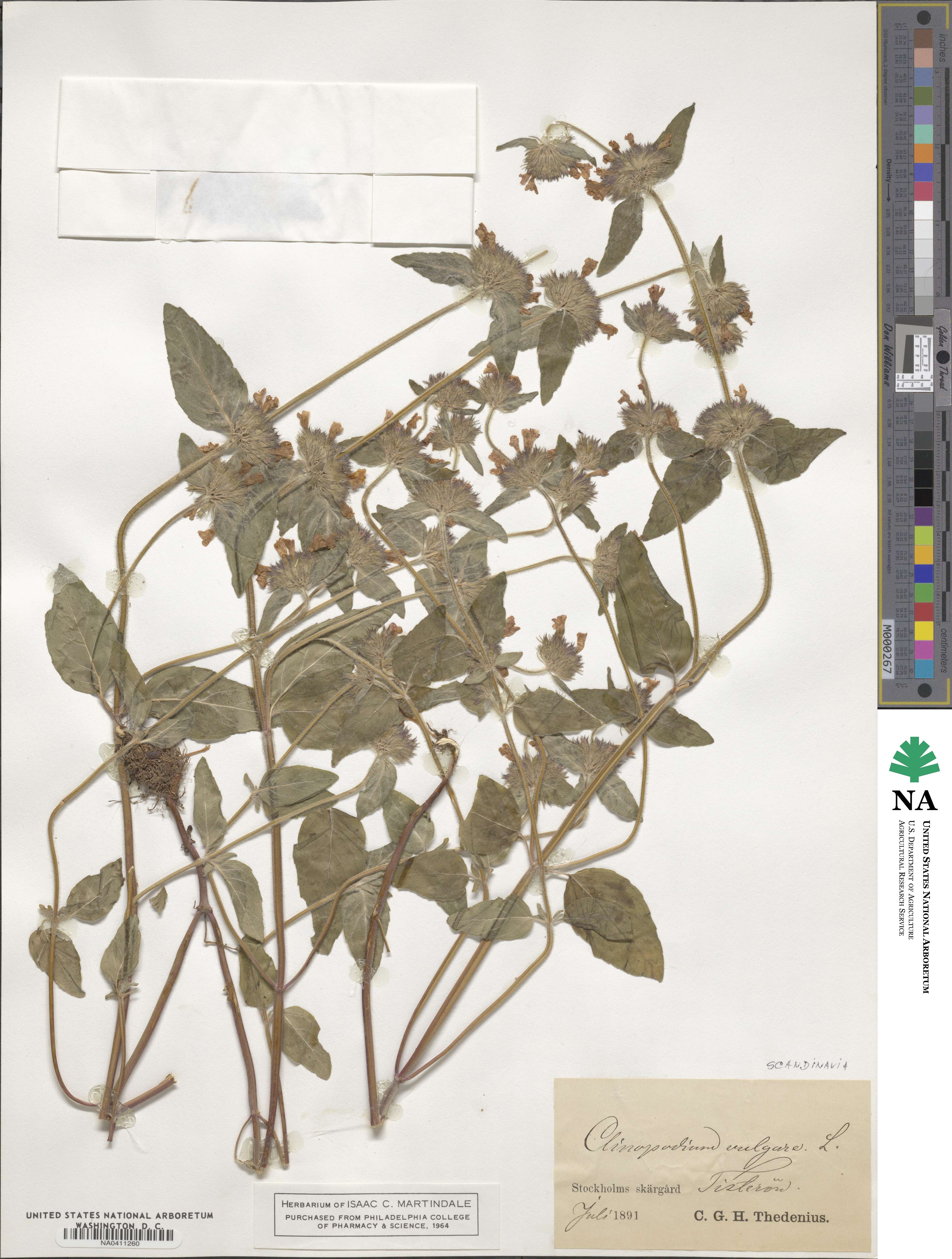 Clinopodium vulgare image