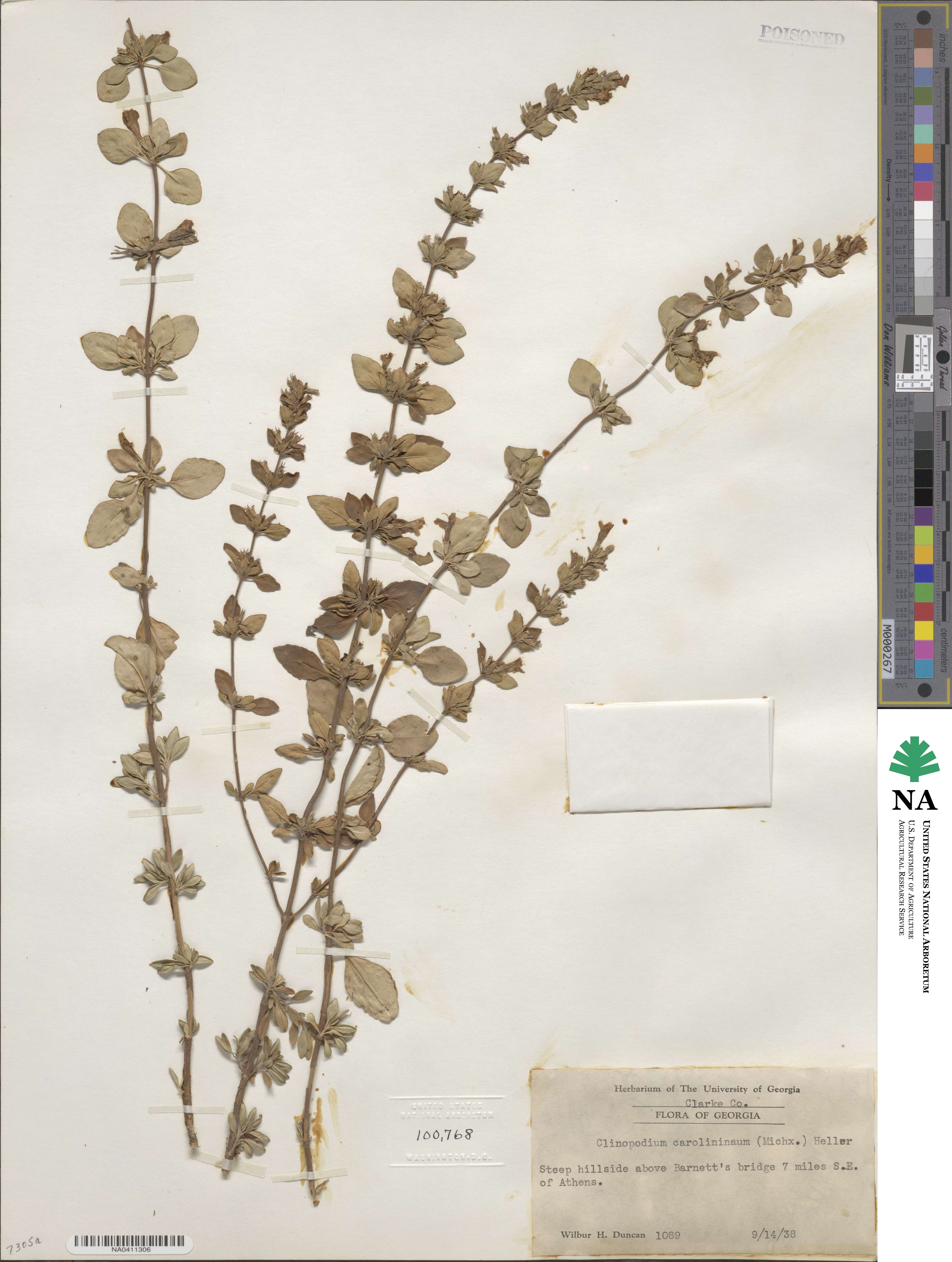 Clinopodium carolinianum image