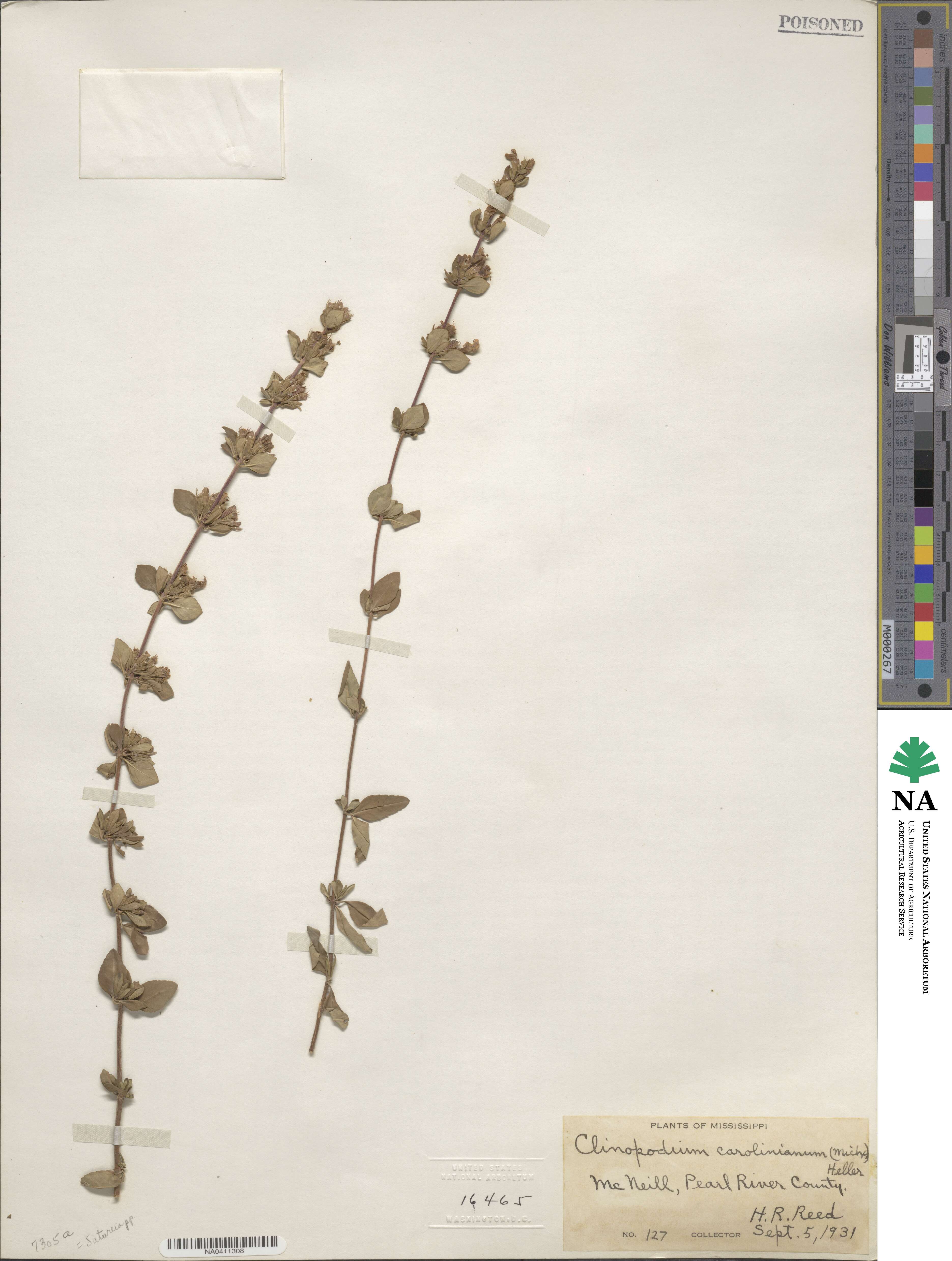 Clinopodium carolinianum image