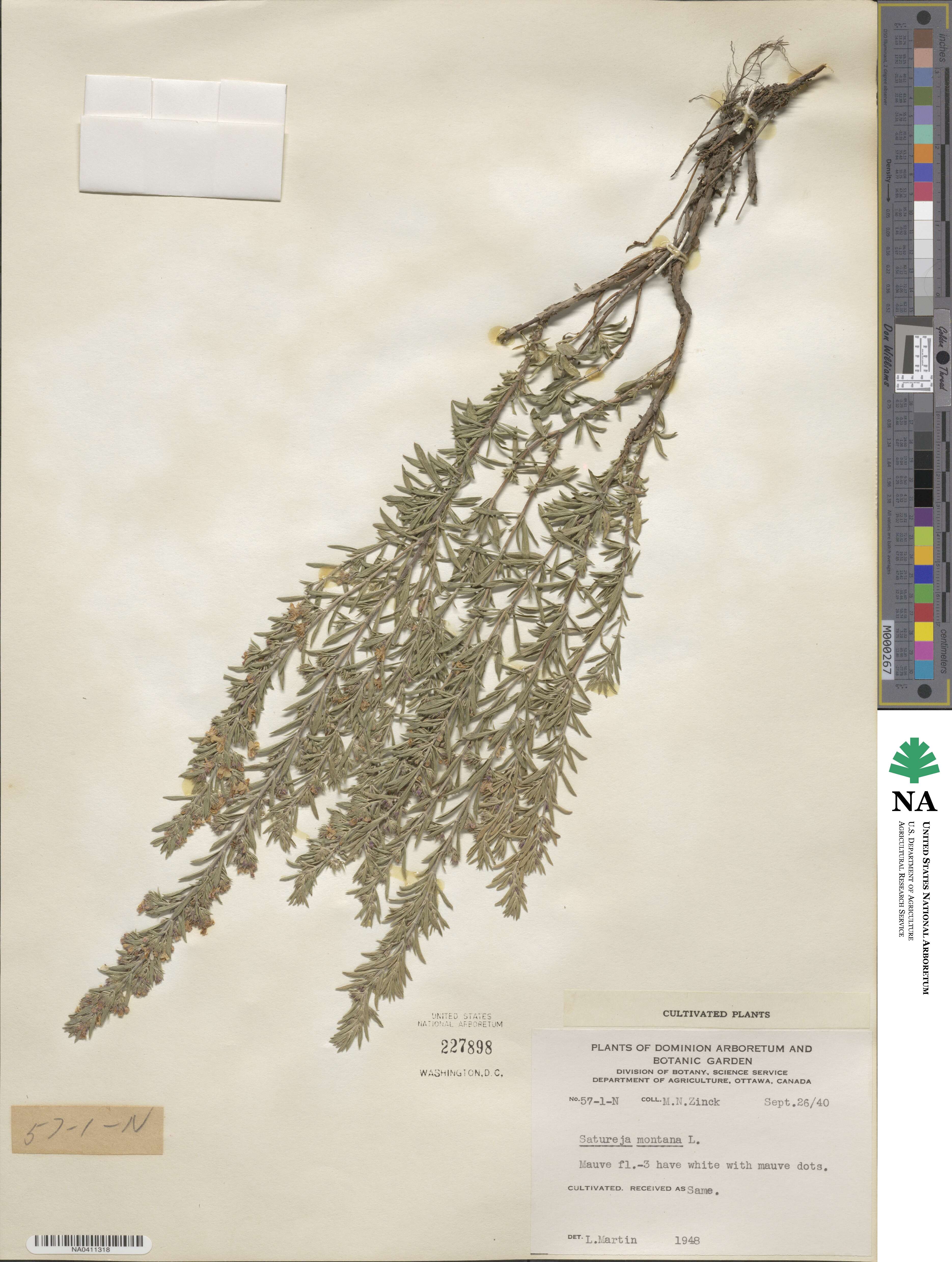 Satureja montana image
