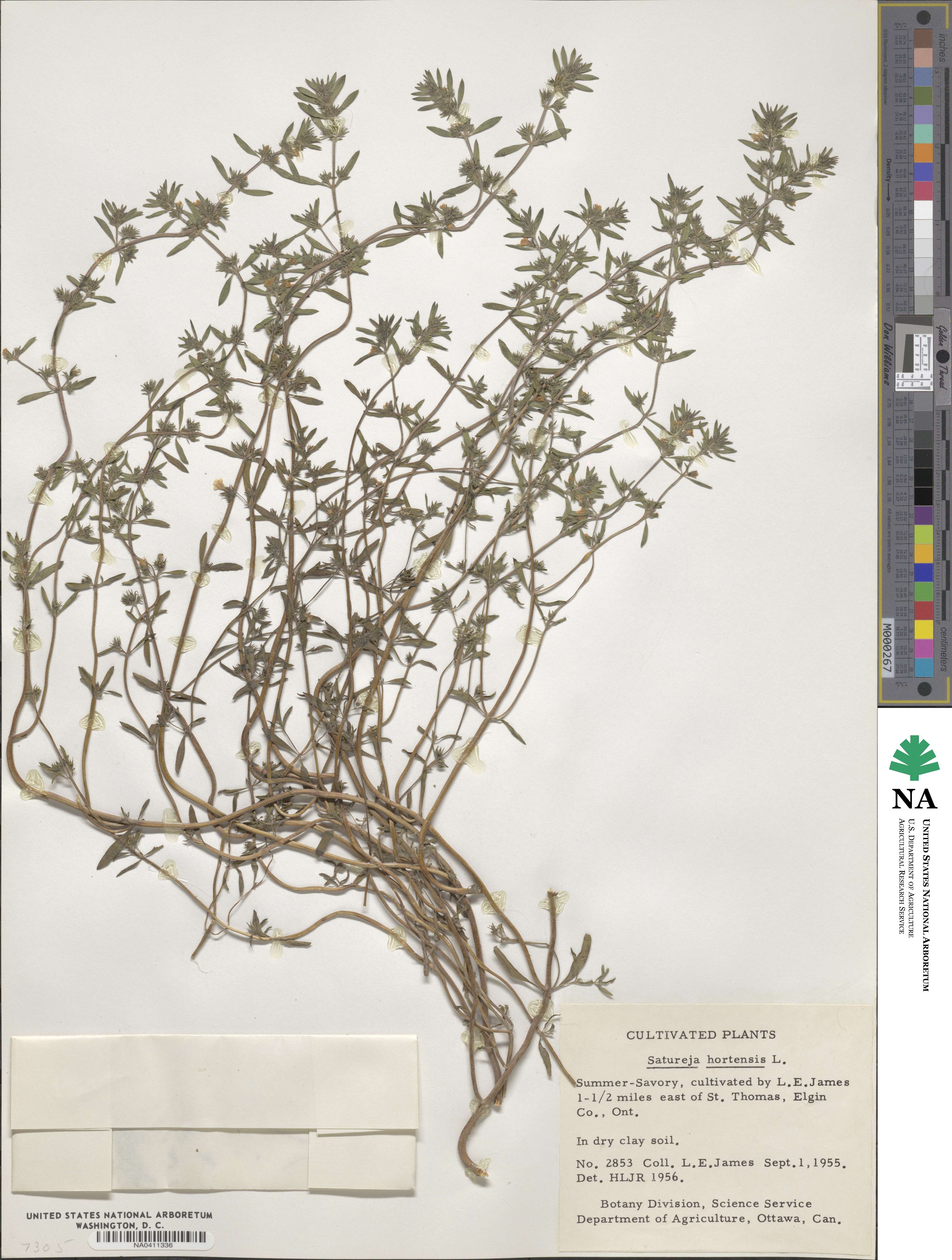 Satureja hortensis image