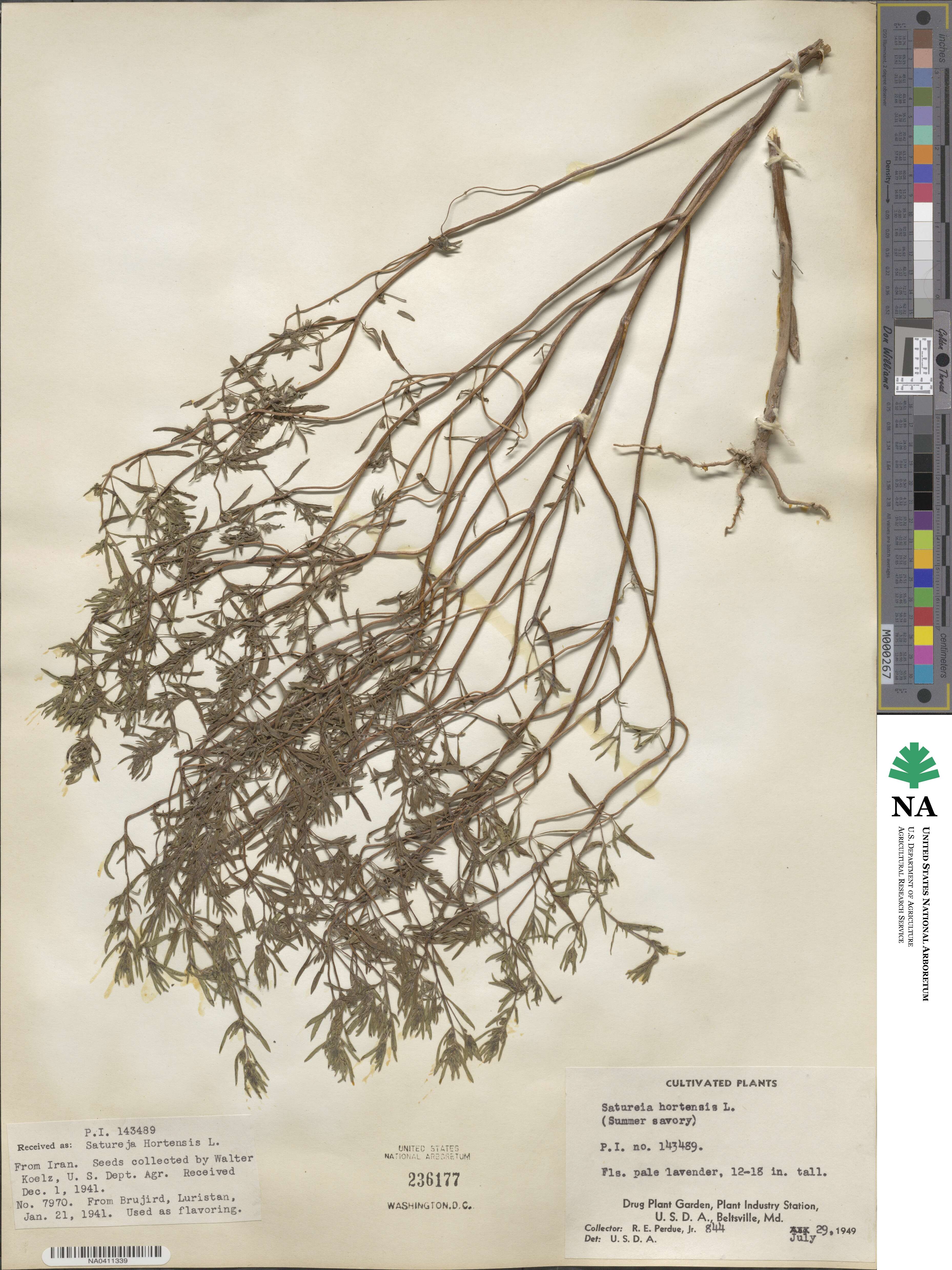 Satureja hortensis image