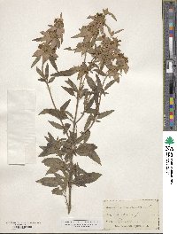 Monarda punctata image