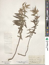 Monarda punctata image