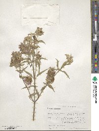 Monarda punctata image