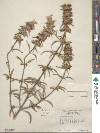 Monarda punctata image